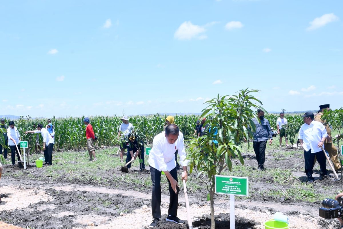 Presiden Jokowi tanam pohon mangga bersama petani Blora