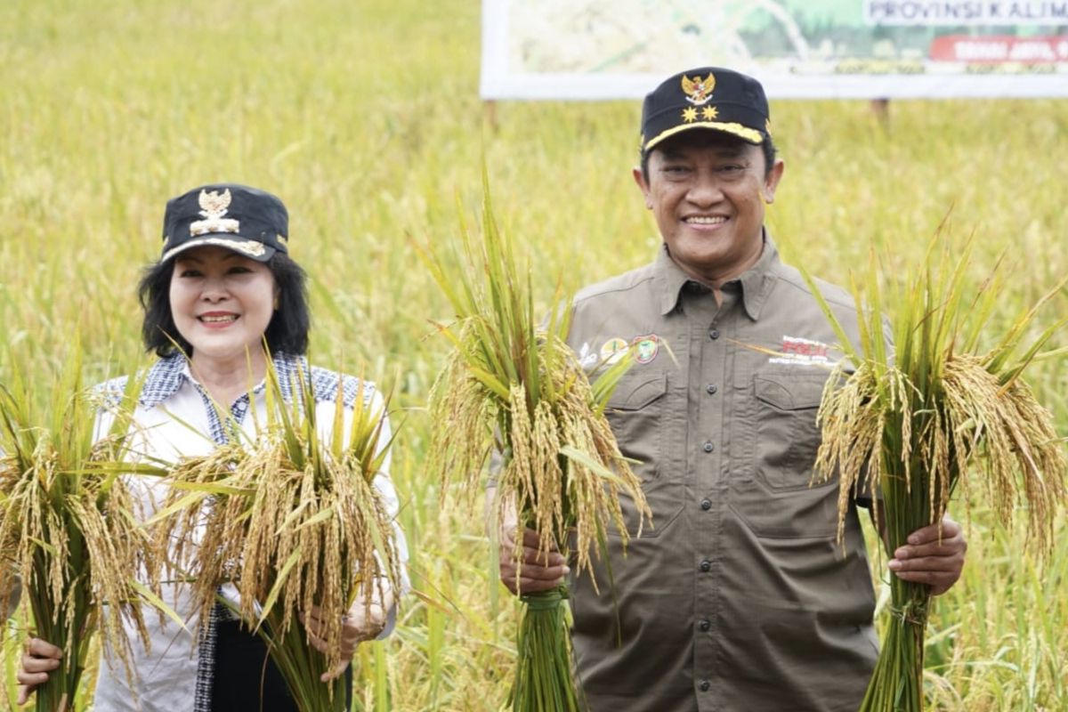 Kalteng laksanakan Panen Nusantara di kawasan Food Estate