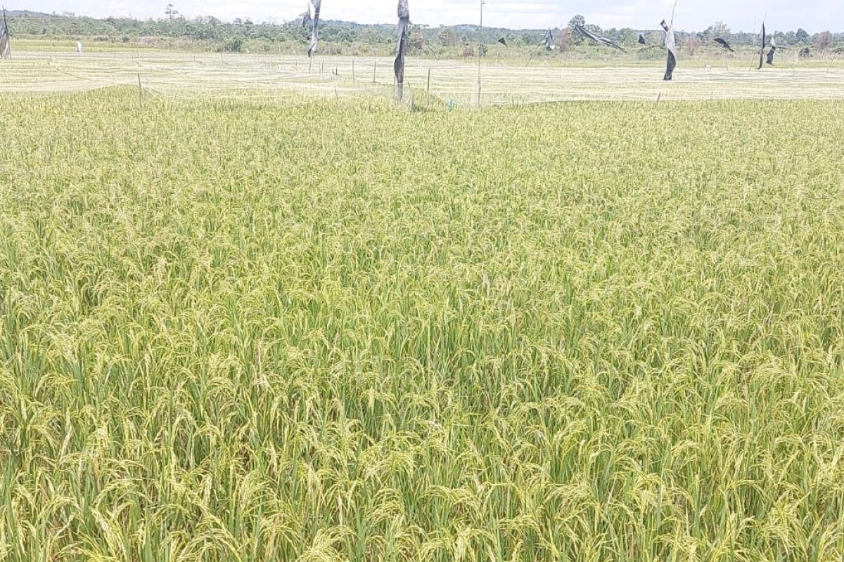 Pemerintah Kabupaten Batang Hari salurkan benih padi bersertifikat