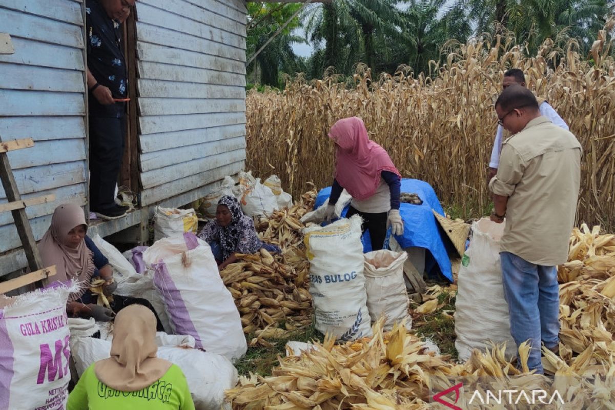 Aceh Jaya surplus produksi jagung, capai 14.513 ton selama 2022