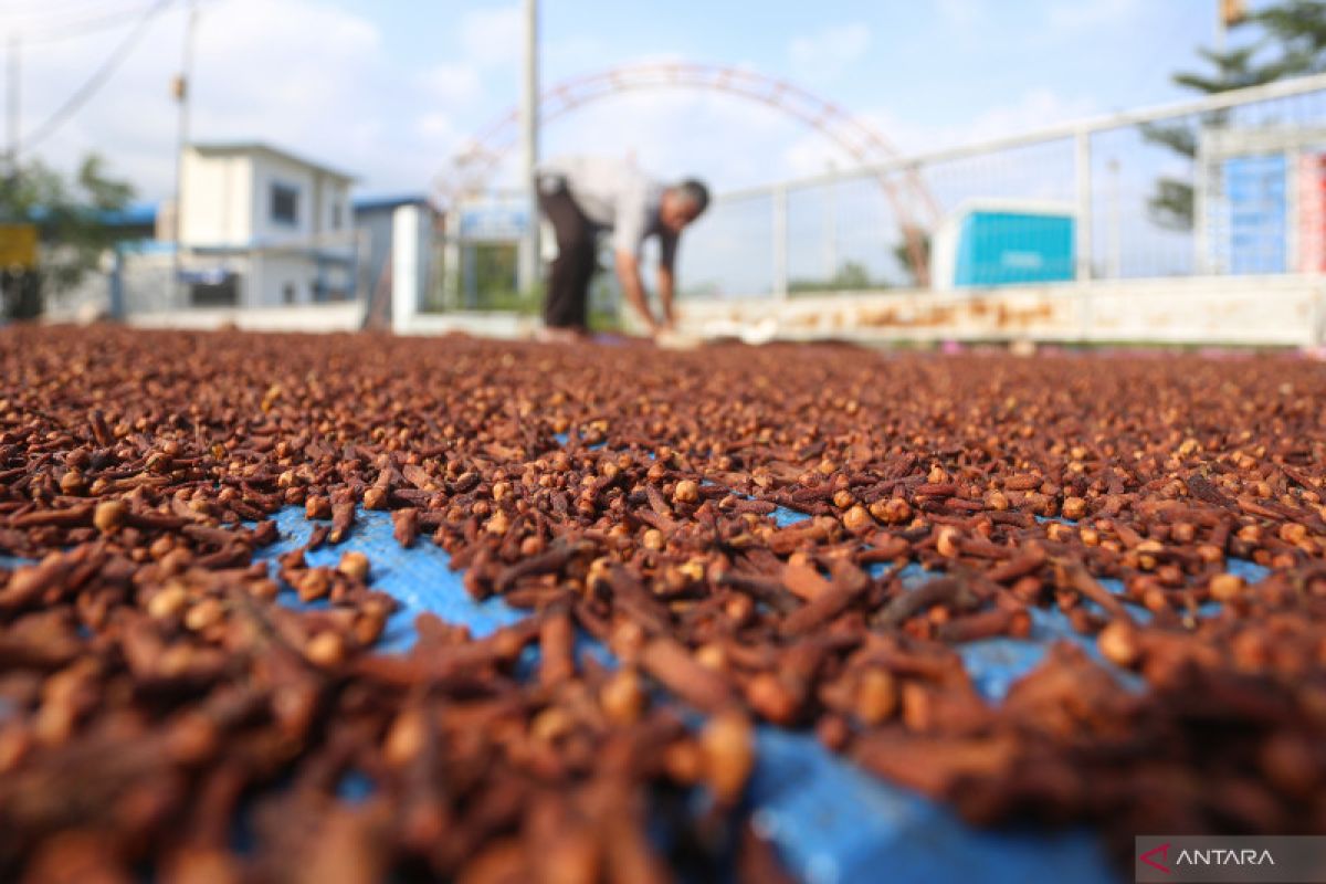 Harga cengkeh di Sabang tembus Rp110 ribu per Kg