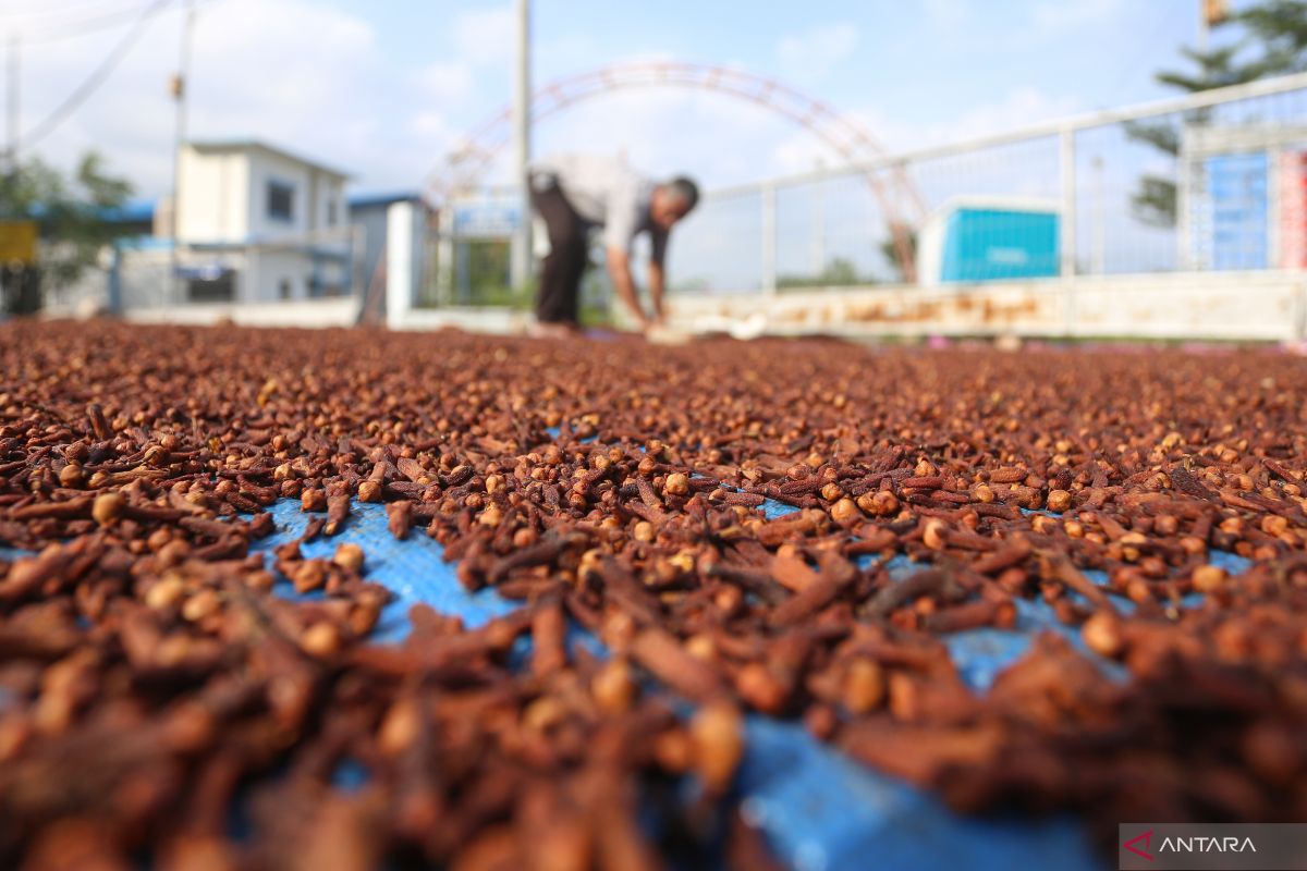 Harga cengkeh di Sabang tembus Rp110 ribu per kilogram