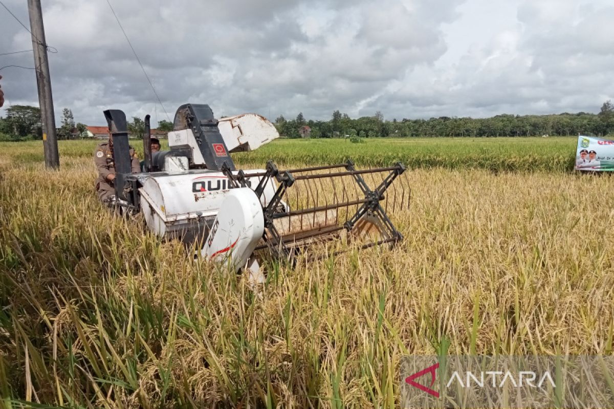 Kementan menerapkan biosaka pada tanaman efisienkan pupuk kimia