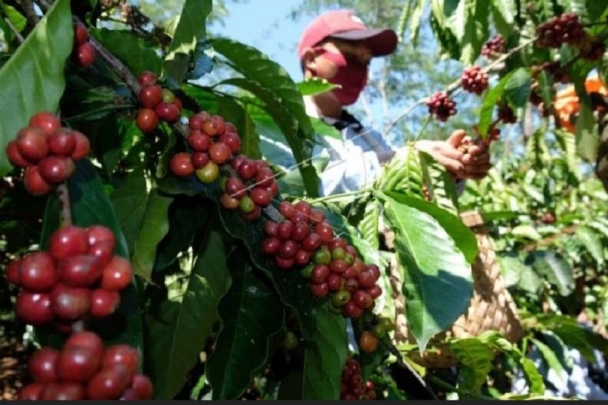 AEKI minta  petani konsisten tingkatkan kualitas produksi kopi