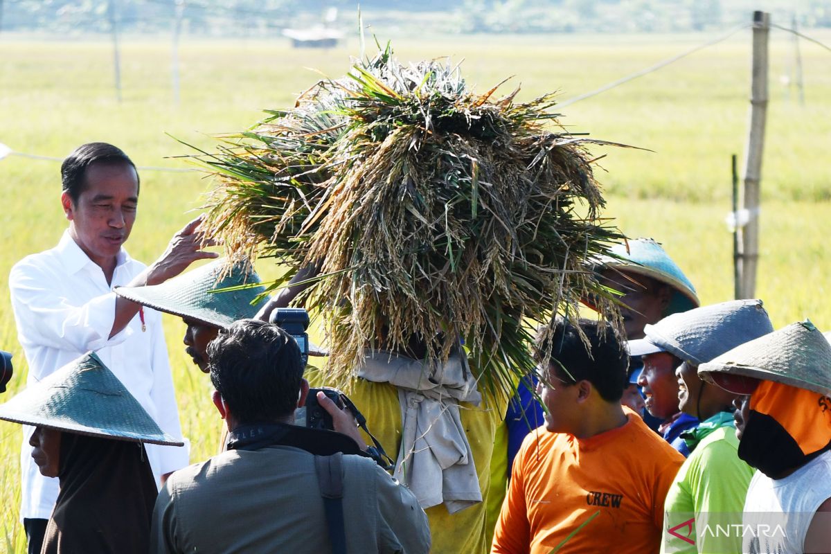 Jokowi: Panen raya padi di Jabar tambah cadangan beras nasional saat El Nino melanda Indonesia
