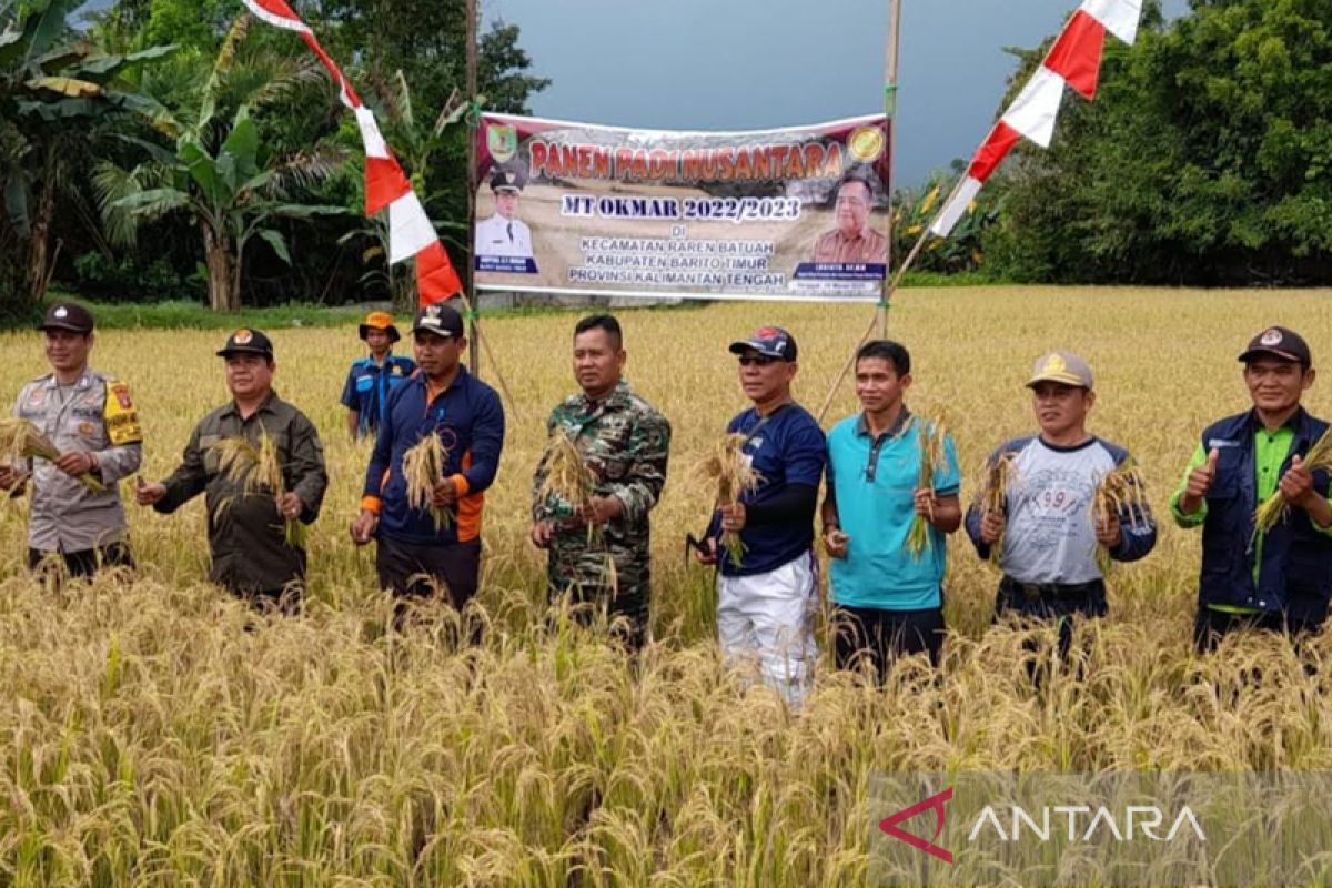 Padi masa tanam Okmar mulai panen di Bartim