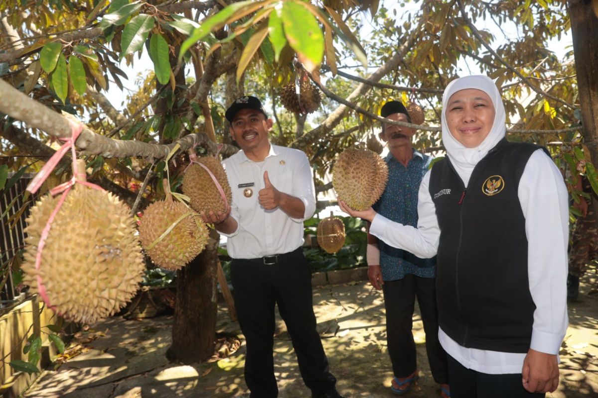 Khofifah dorong Kampung Durian di Ngawi terapkan inovasi pembekuan
