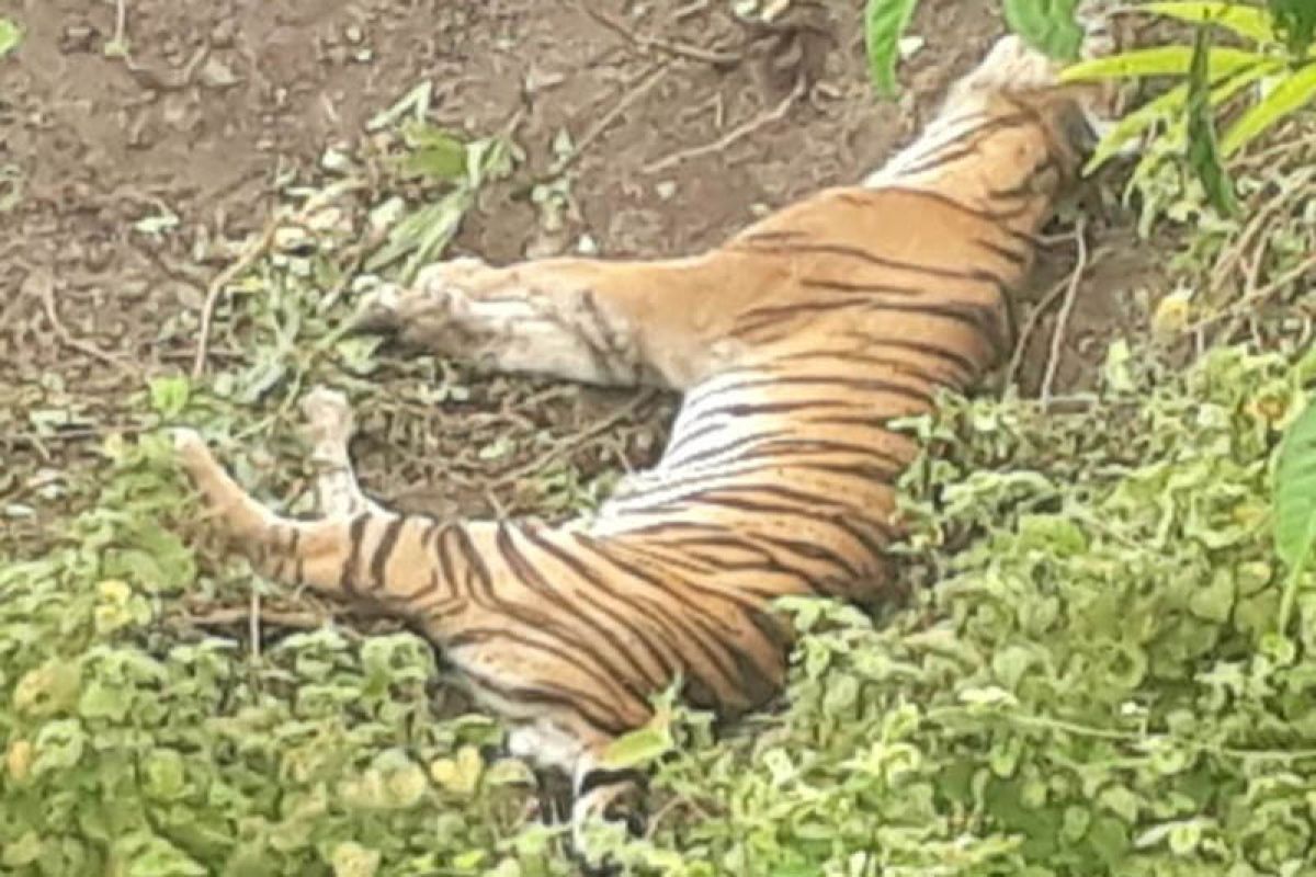 Harimau ditemukan mati di kebun warga Aceh Selatan