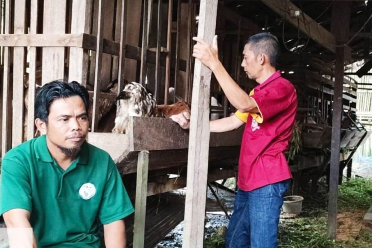 Disbunnak Kalbar bangun desa model pengembangan peternakan kambing