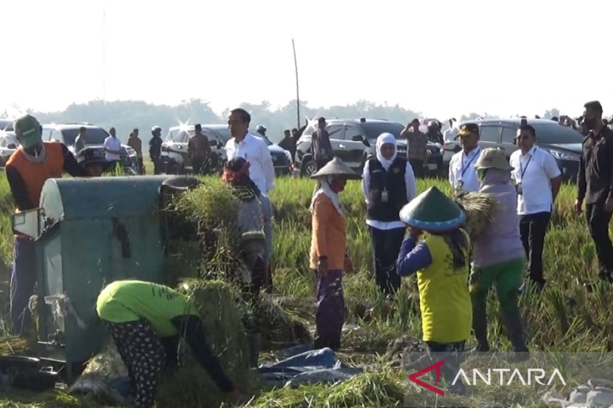 President Jokowi commences rice harvest in Ngawi District