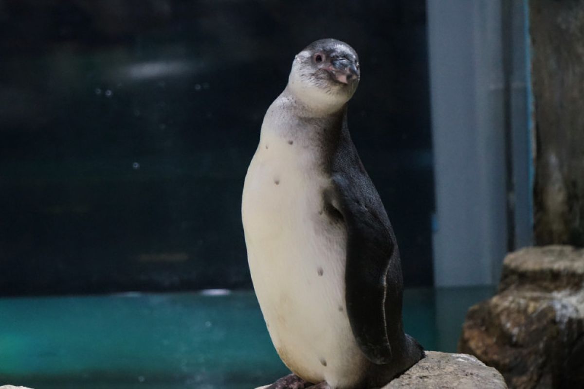 Ancol kembangbiakkan lima bayi pinguin dalam fasilitas konservasi