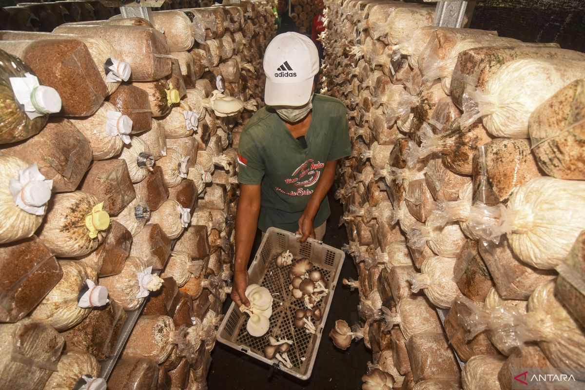 Dinas ESDM dorong petani jamur di NTB jadi mitra serbuk gergaji