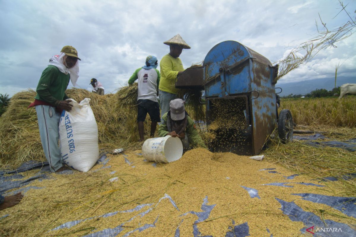 Bulog telah serap 86 ribu ton beras hasil panen petani