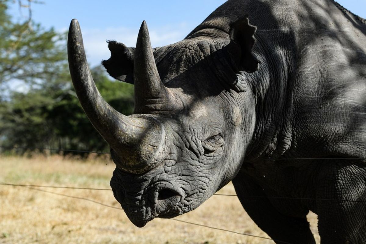Kenya gelar latihan untuk penandaan telinga badak