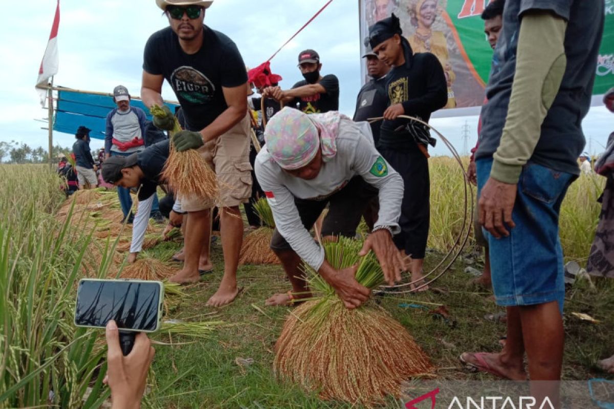 Panen raya "Katto Bokko" di Kabupaten Maros digelar secara adat