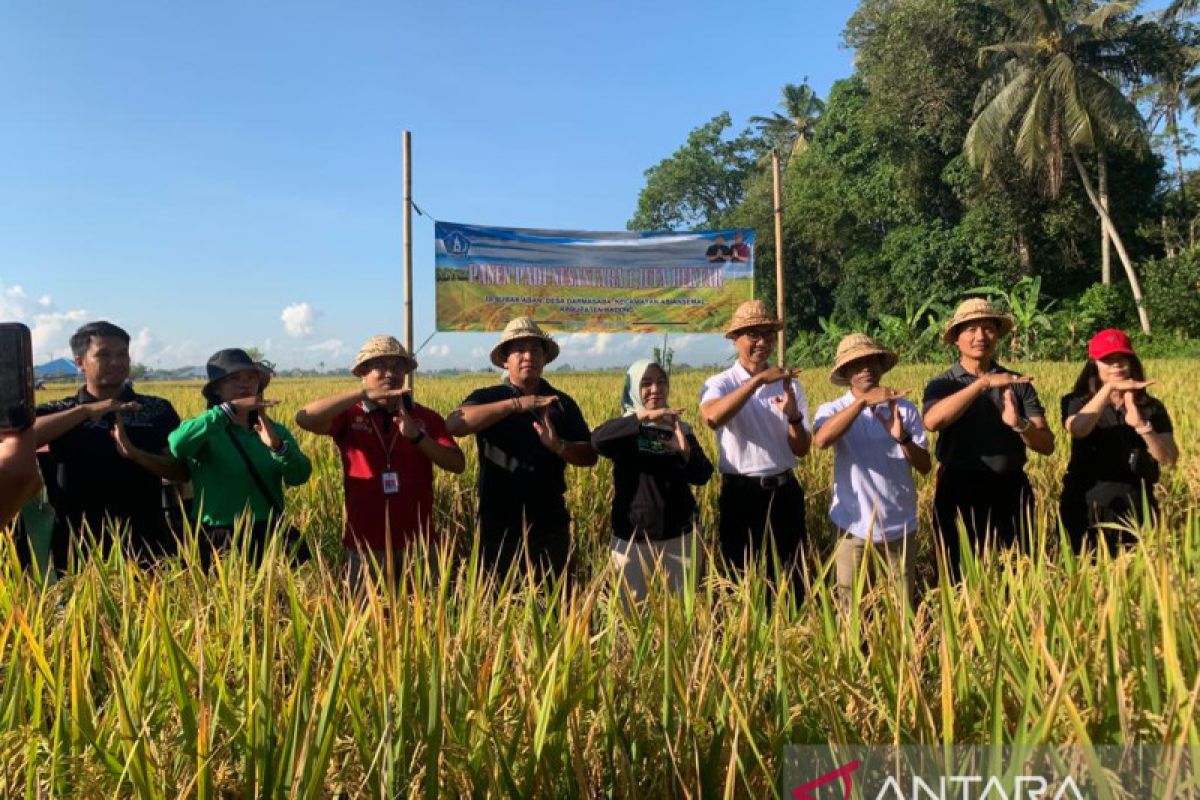 Pemkab Badung dukung gerakan Panen Padi Nusantara satu juta hektar