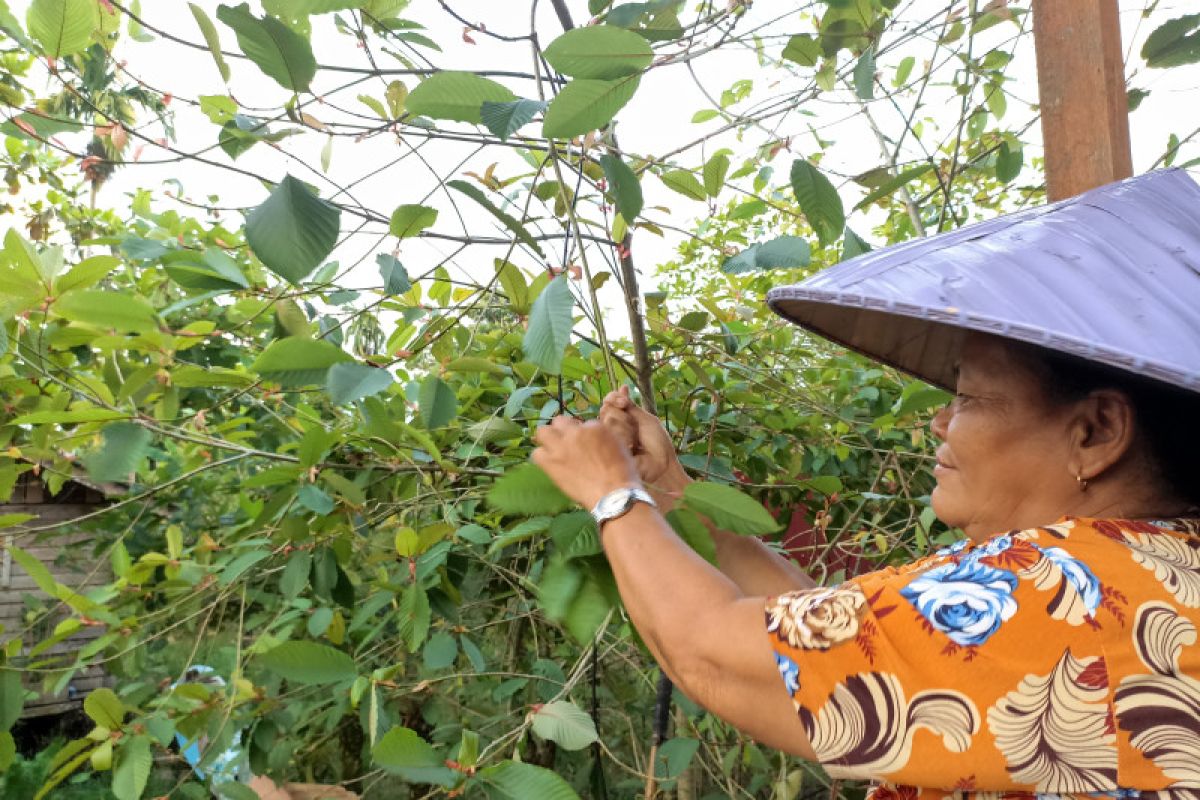 Gubernur Kalbar harapkan tidak ada larangan kratom untuk ekonomi masyarakat