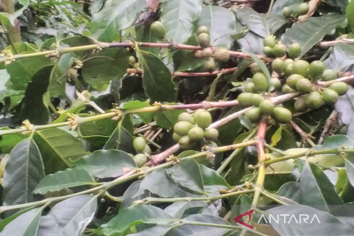 Petani kopi atasi dampak perubahan iklim dengan pola tanam organik