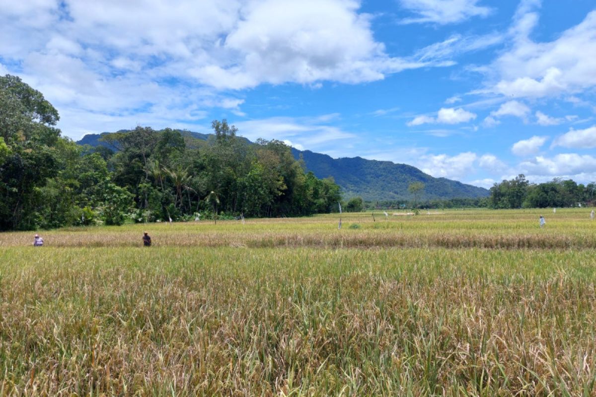 Stok beras Trenggalek surplus kendati produksi padi menurun