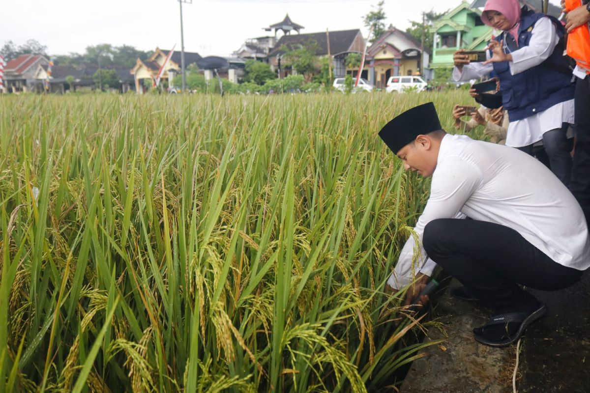 Alokasi pupuk bersubsidi untuk petani Trenggalek tahun ini turun 484 ton