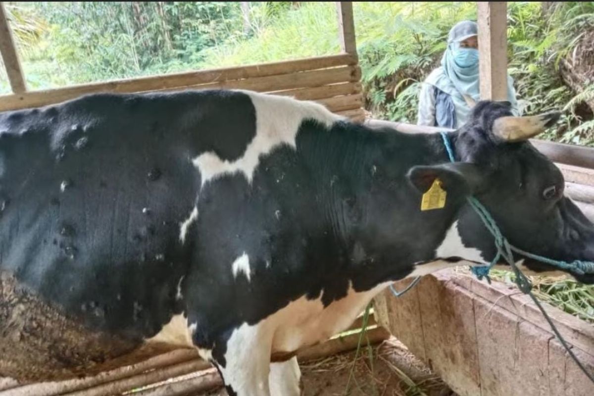 Wabah LSD serang ternak sapi di Trenggalek  terus meluas