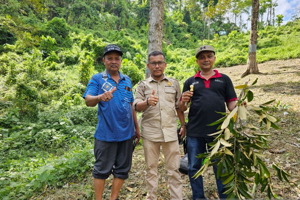 Aceh Jaya terima seribu batang blok pondasi durian Mas Ajay dari pusat