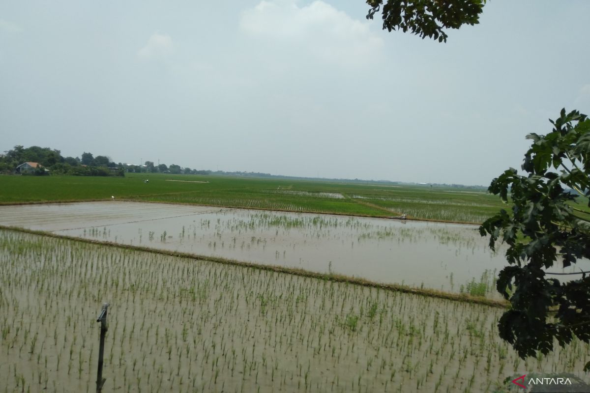 Sawah seluas 8.865,20 hektare di Karawang alami puso akibat banjir