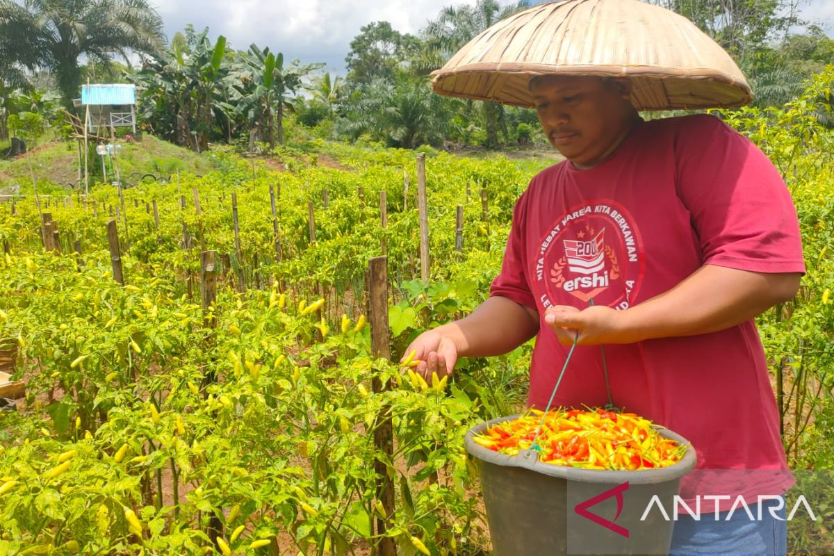 Petani cabai asal Tanah Bumbu bantu pemerintah cegah inflasi