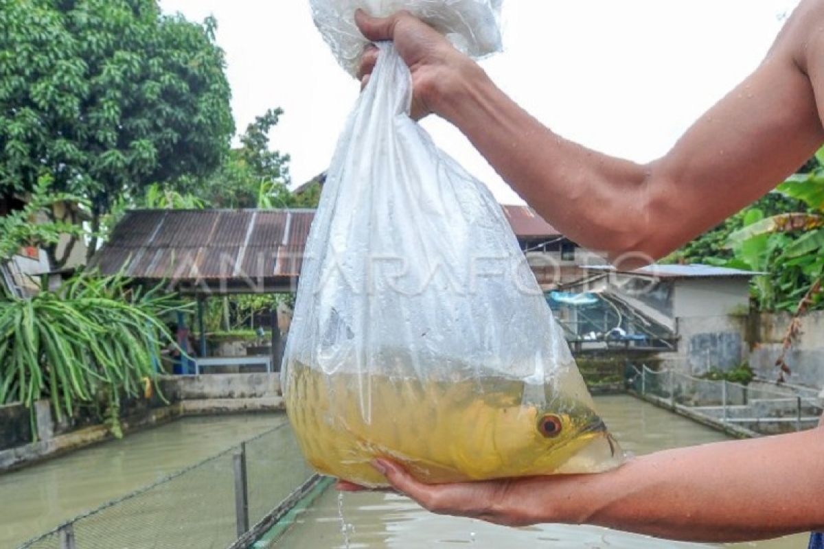 Budidaya ikan arwana lokal Jambi