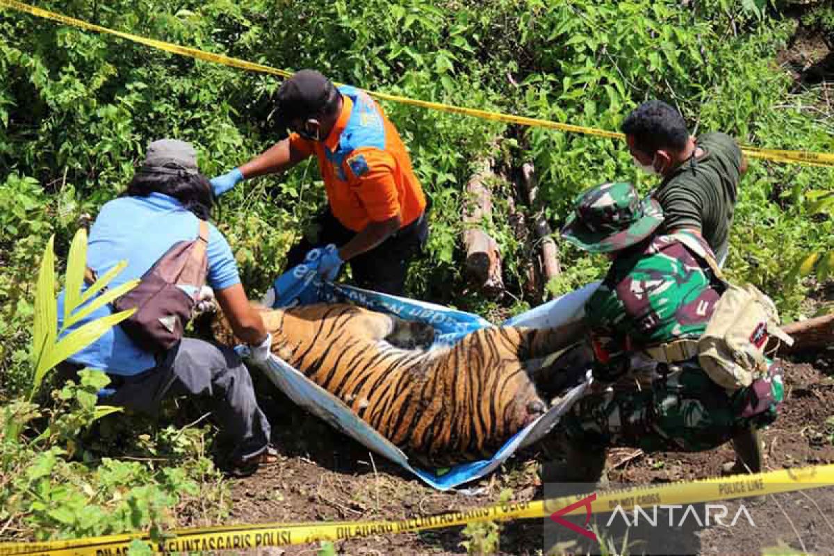 BKSDA: Harimau mati di Aceh Selatan berjenis kelamin betina