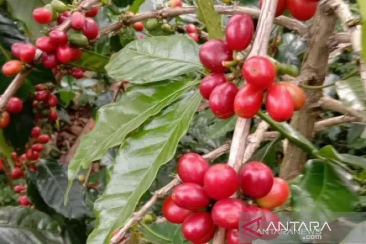 Harga kopi Arabica Gayo naik jadi Rp20 ribu per bambu buah merah