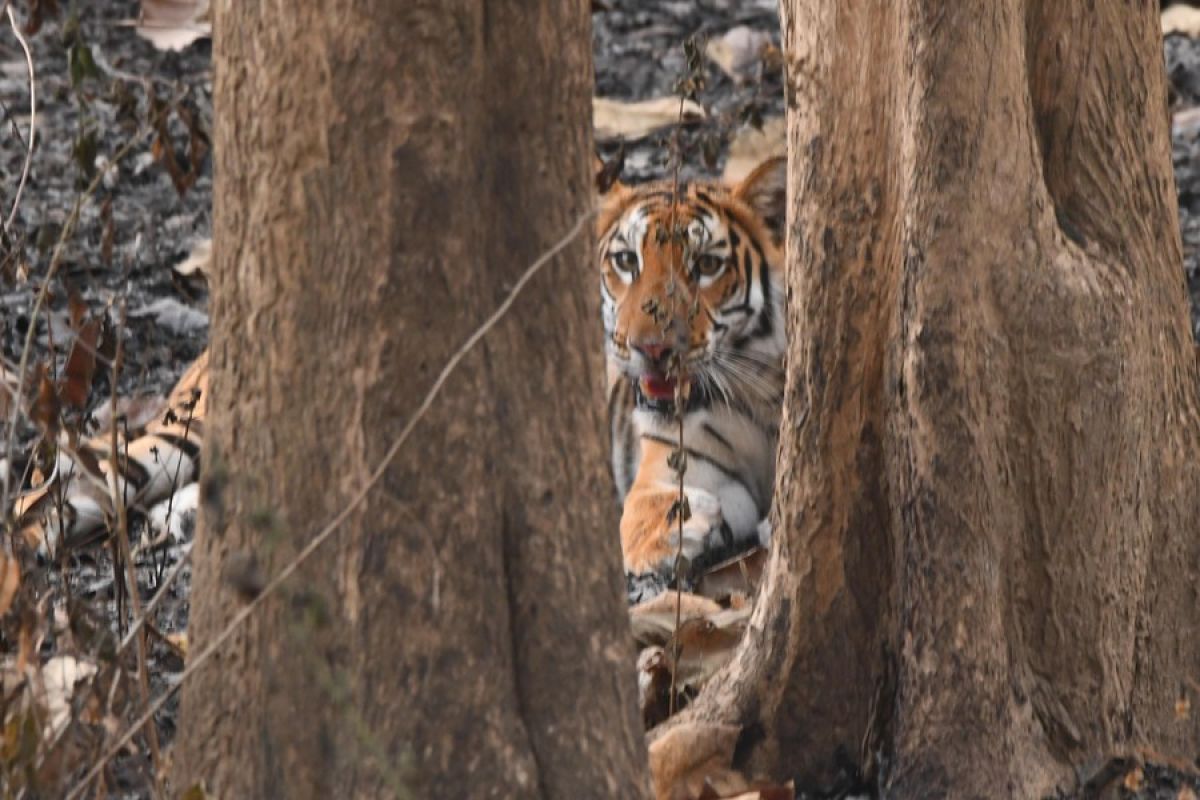Mengintip harimau Benggala yang tersesat di India