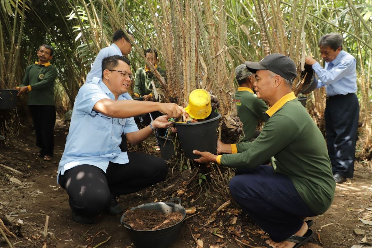 Pemkab Sleman terus tingkatkan produksi salak pondok