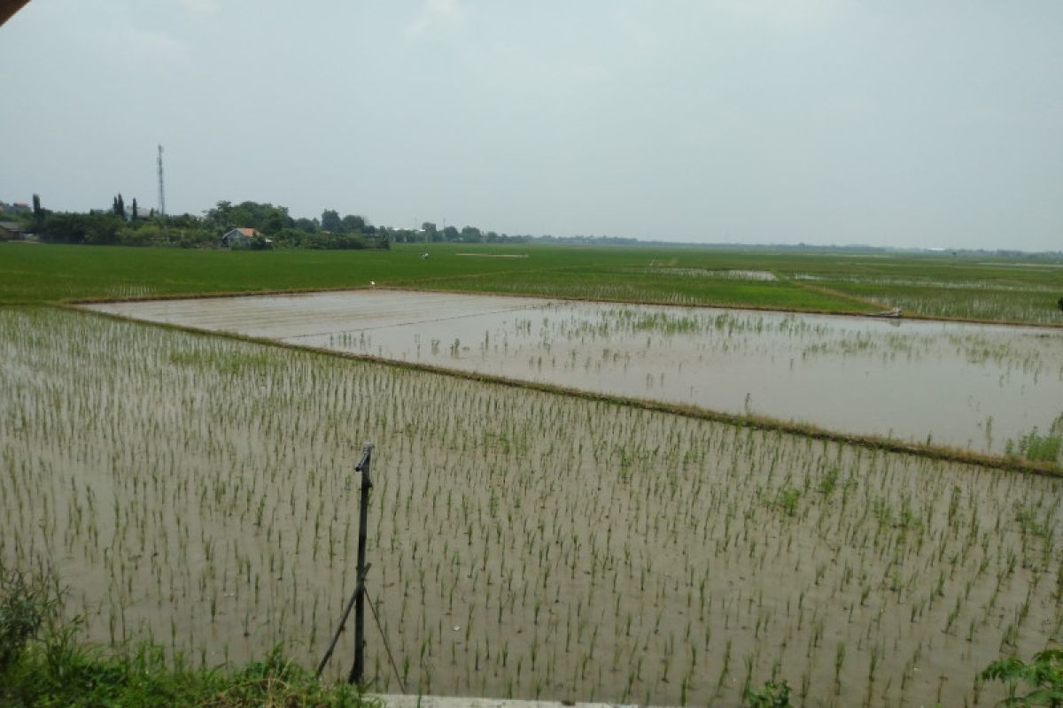 Kerugian sektor pertanian akibat banjir Karawang capai sekitar Rp2,6 miliar