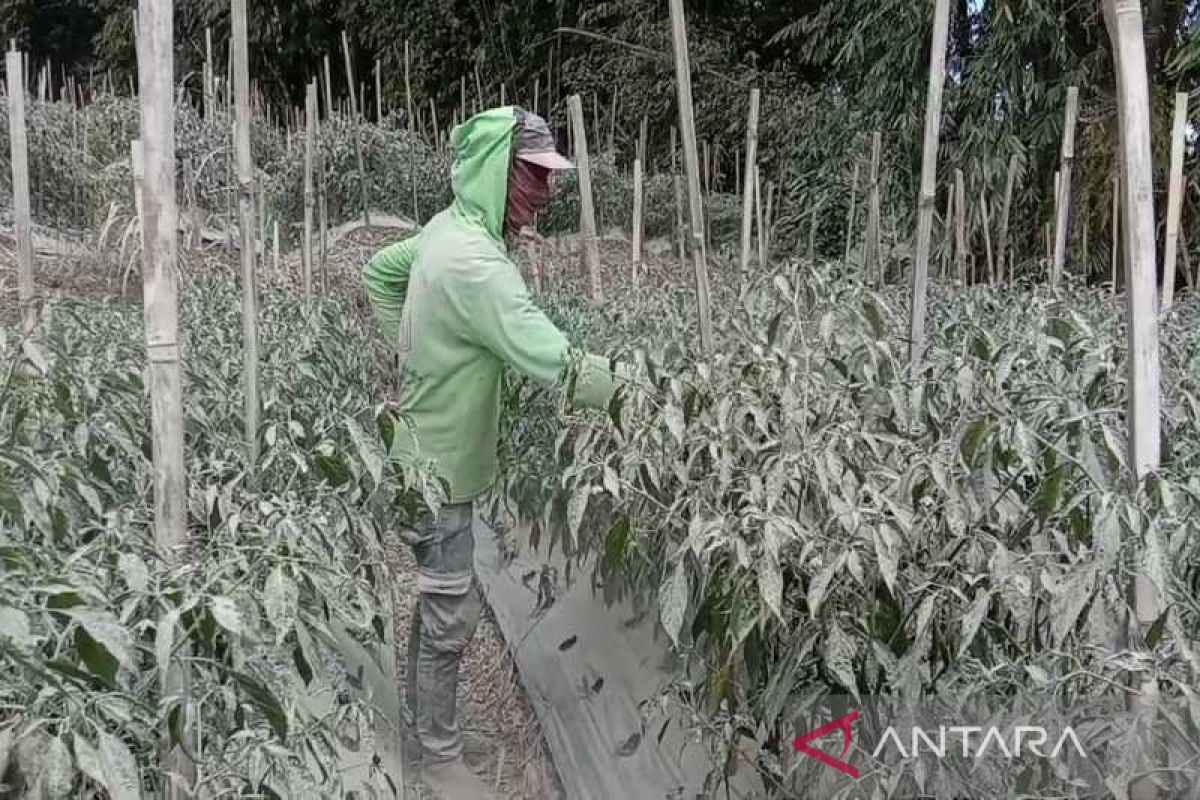 1.681 hektare tanaman sayuran di Magelang  terdampak abu Merapi