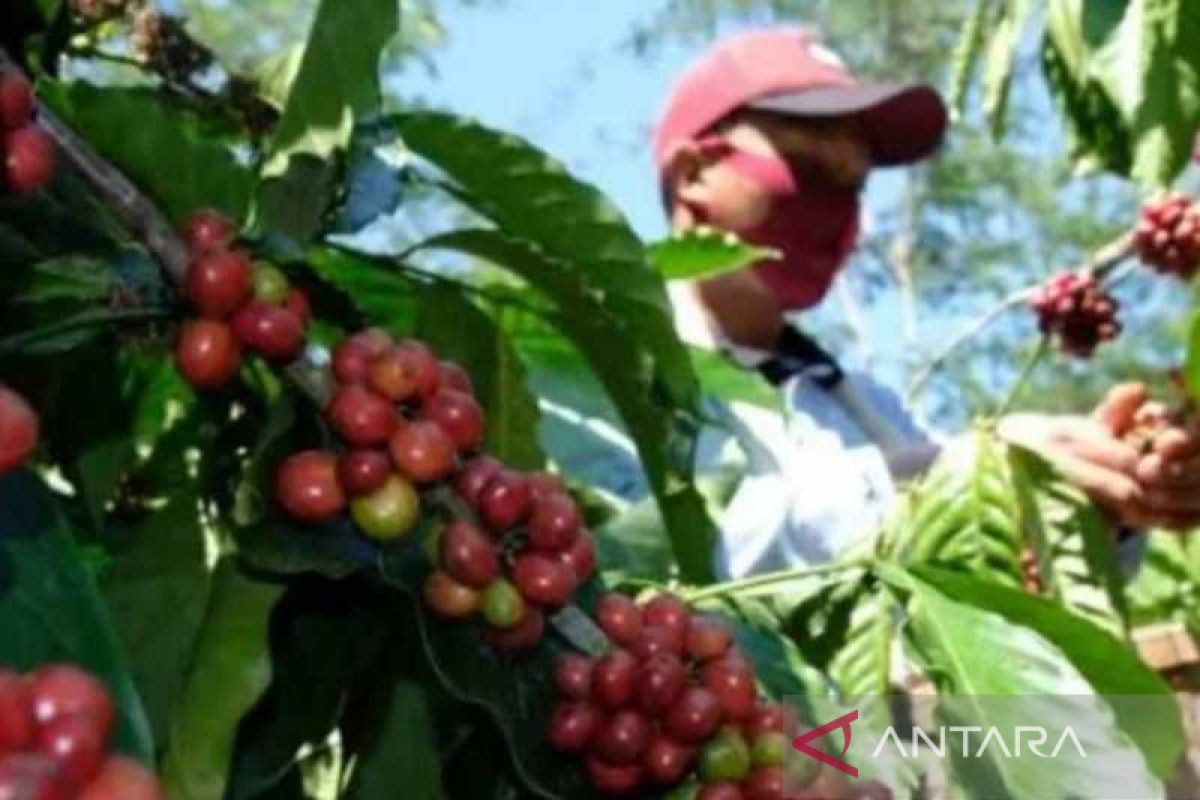 Pemkab  Temanggung minta petani lakukan peremajaan tanaman kopi