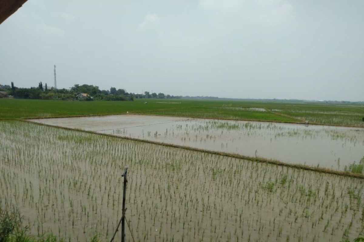 Kerugian sektor pertanian akibat bencana banjir Karawang sekitar Rp2,6 miliar