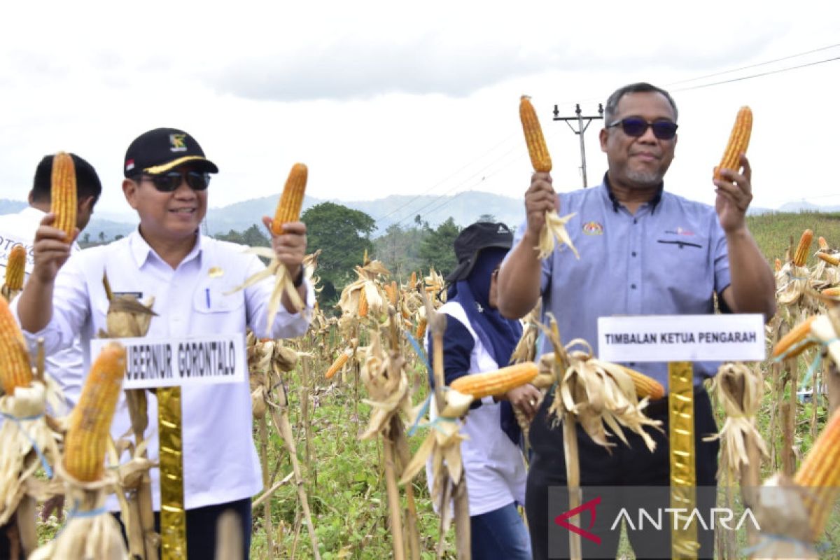 Jagung Gorontalo akan penuhi permintaan pasar Malaysia