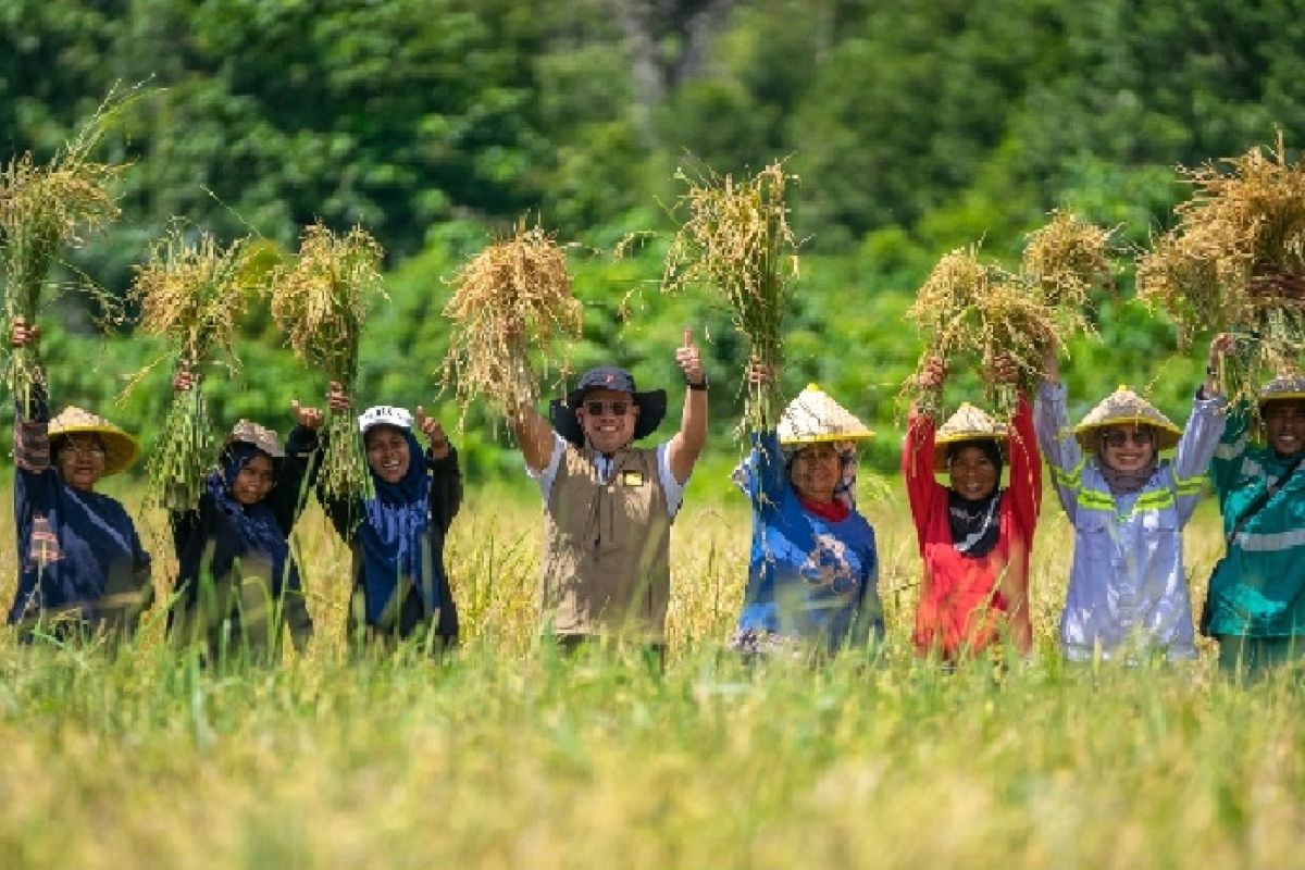 Produksi beras di Malut capai 13.703 ton