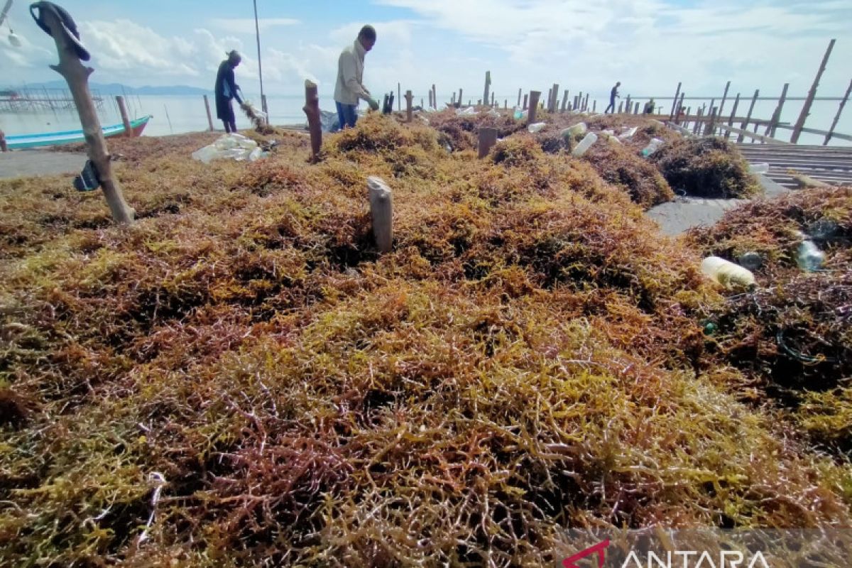 KKP ungkap kendala yang dialami pelaku usaha rumput laut Indonesia
