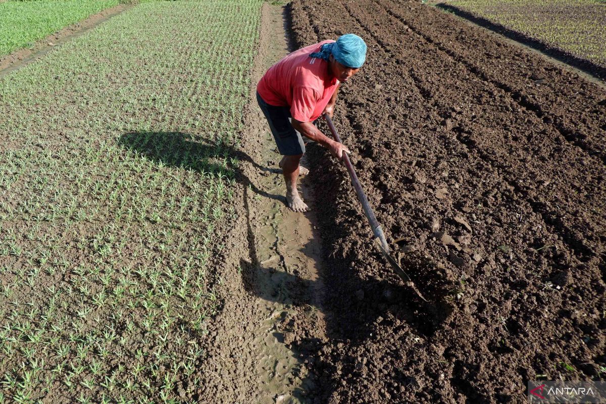 BRIN: Teknologi jadi solusi optimalkan sektor pertanian di Indonesia