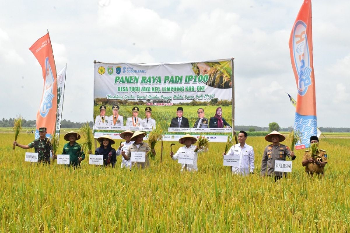 Penyerapan pupuk tinggi, produktivitas padi OKI melonjak tembus 6,6 ton per hektare