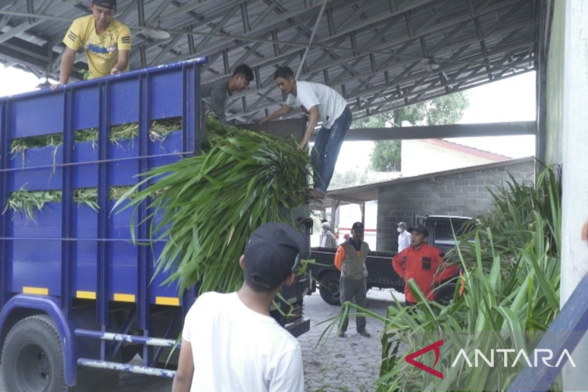 Kementan salurkan bantuan pakan ternak ke daerah terdampak abu Merapi