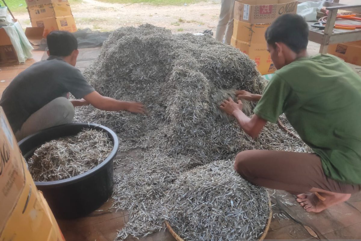 Produksi ikan teri di Aceh Jaya capai 35 ton per tahun