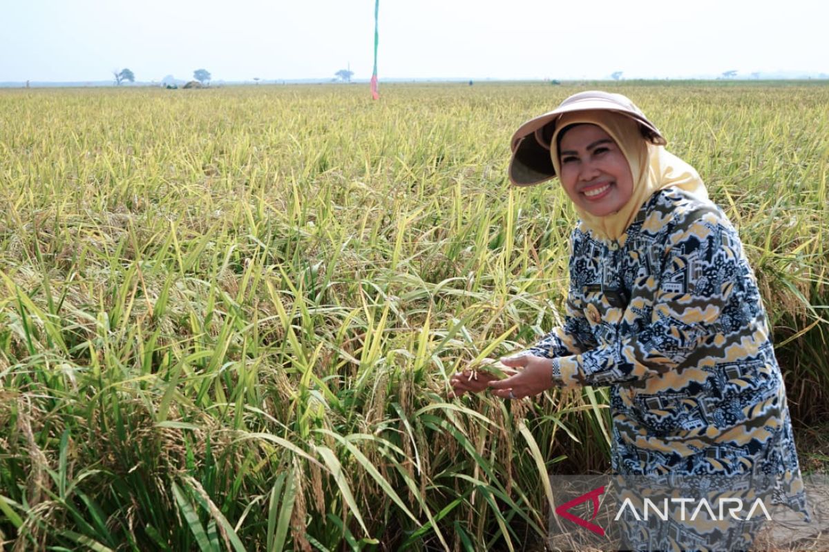 Bupati Serang apresiasi petani Laban Tirtayasa sukseskan panen raya