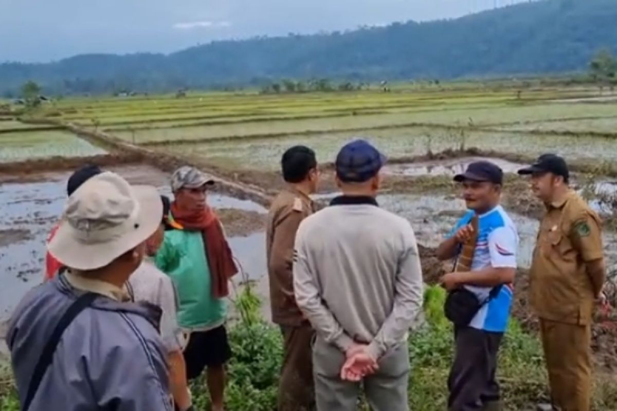 100 hektare lahan pertanian di Rejang Lebong terdampak banjir