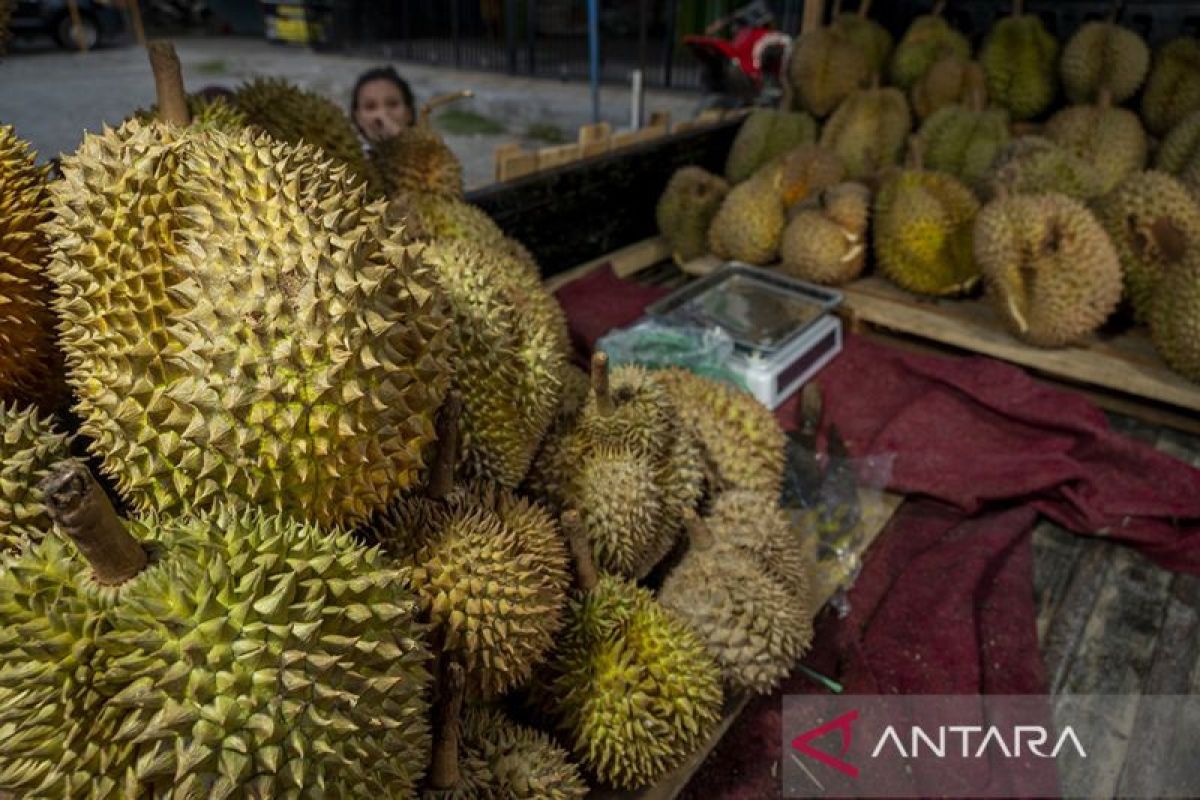 Pemerintah Kabupaten Parigi kembangkan durian sebagai komoditas unggulan daerah