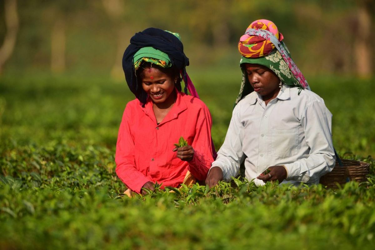 Album Asia: Menilik petani di tengah hamparan hijau kebun teh di India