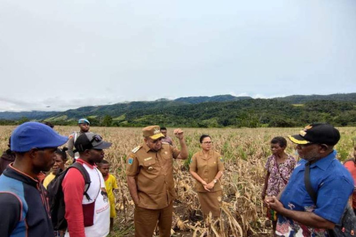 Pemda Tambrauw kembangkan komoditas jagung untuk atasi inflasi
