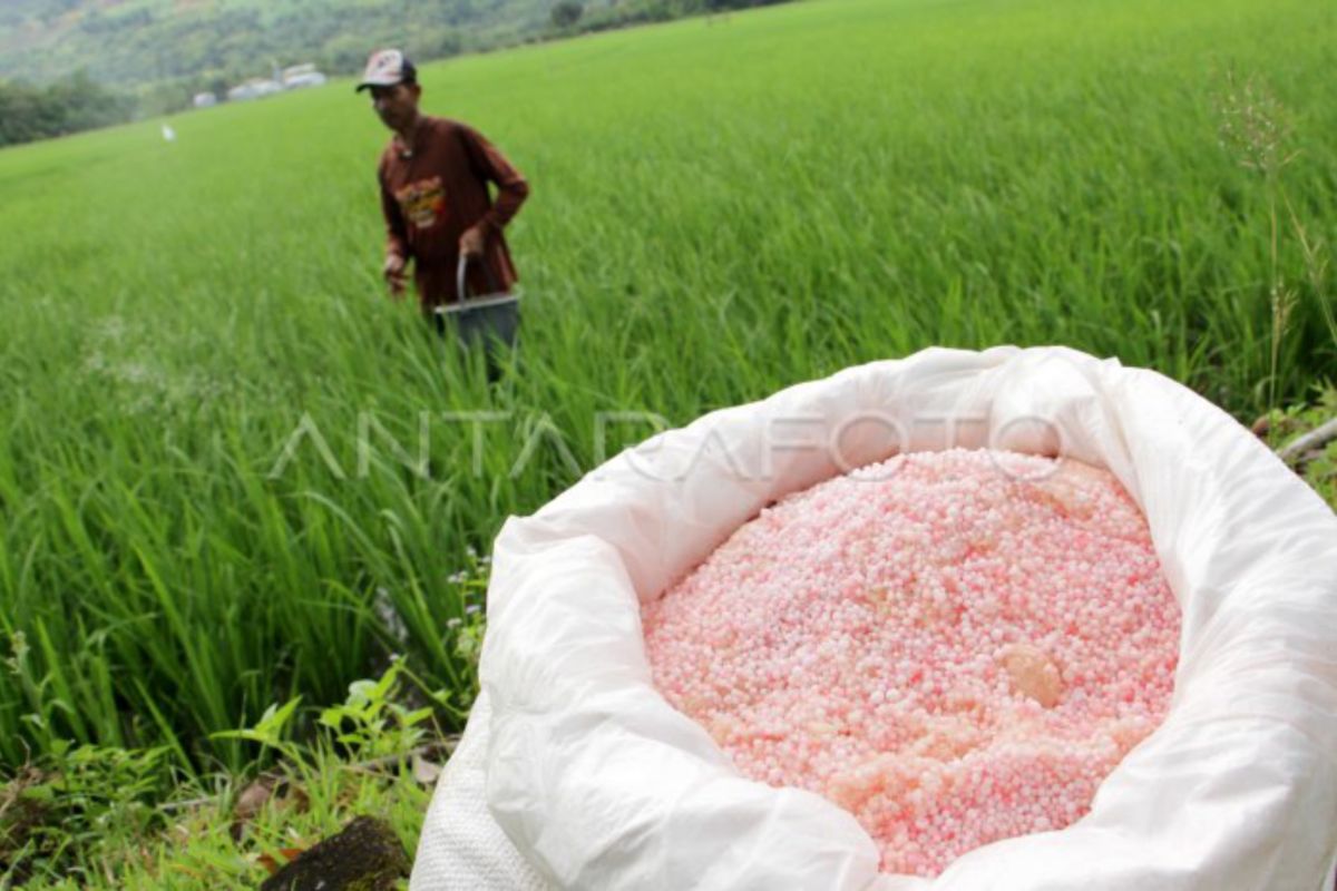 Jatah pupuk bersubsidi untuk Kabupaten Tanah Datar bertambah 5.644,91 ton